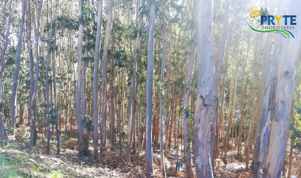 Terreno para Venda em Pedrogão Grande Foto 2