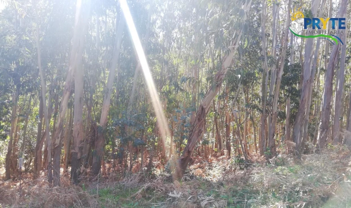 Terreno para Venda em Pedrogão Grande Foto 4