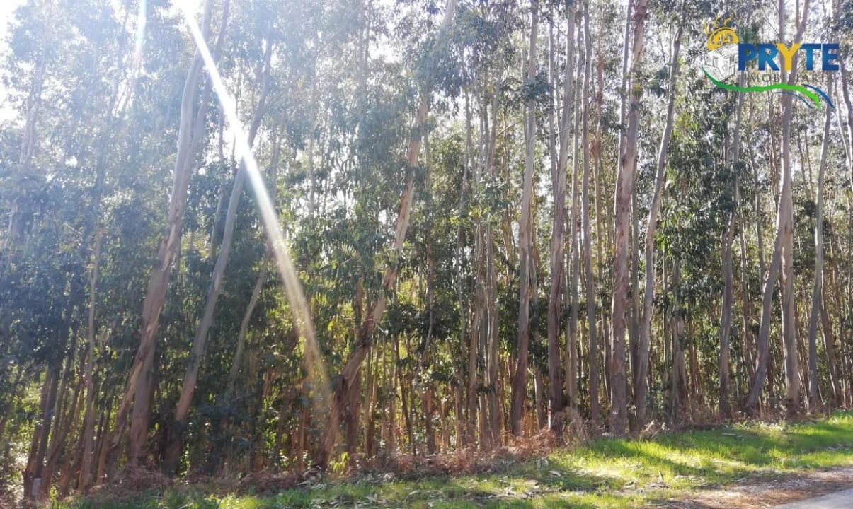Terreno para Venda em Pedrogão Grande Foto 8