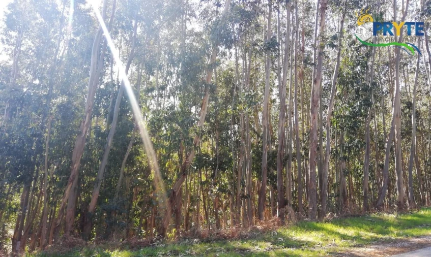 Terreno para Venda em Pedrogão Grande Foto 8