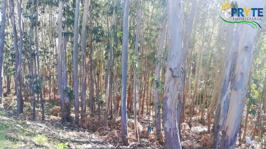 Terreno para Venda em Pedrogão Grande