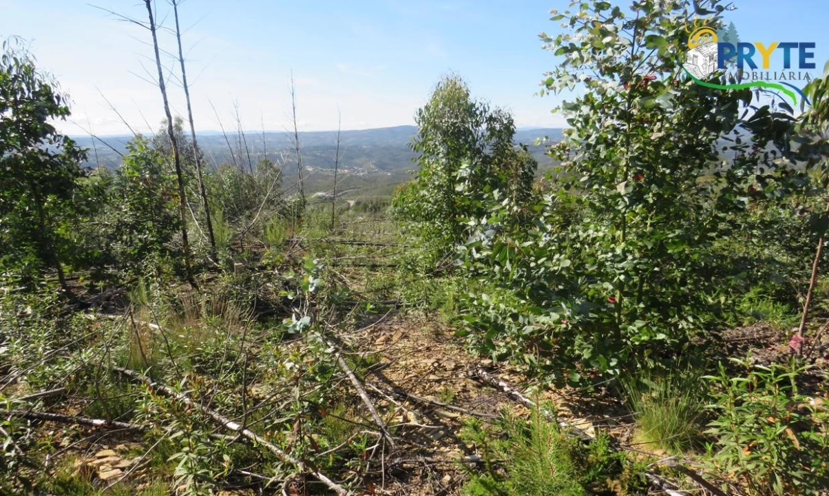 Terreno para Venda em Sertã Foto 2