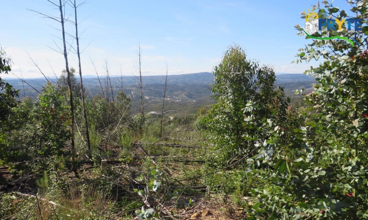 Terreno para Venda em Sertã Foto 3
