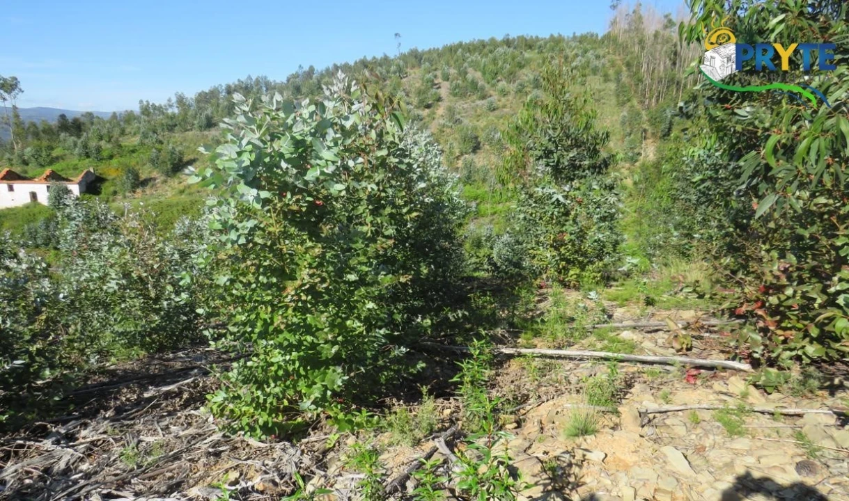 Terreno para Venda em Sertã Foto 4