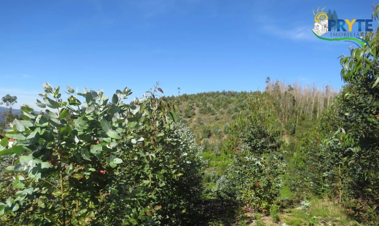 Terreno para Venda em Sertã Foto 5
