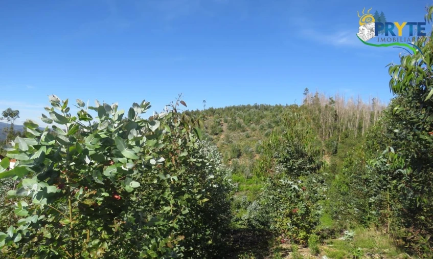 Terreno para Venda em Sertã Foto 5