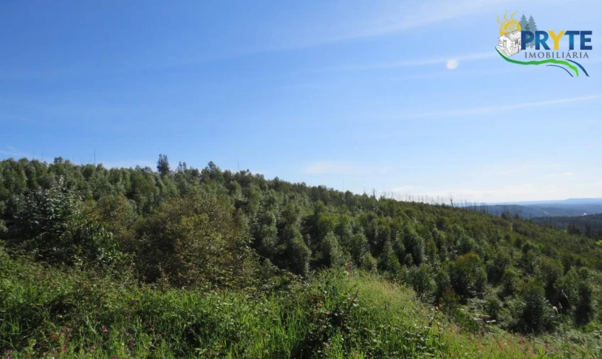 Terreno para Venda em Sertã Foto 14