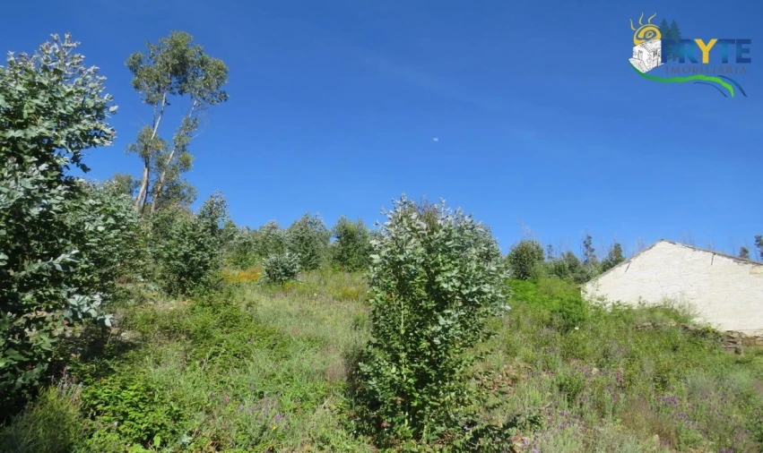 Terreno para Venda em Sertã Foto 15