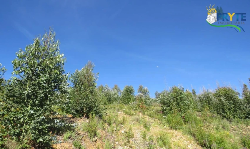 Terreno para Venda em Sertã Foto 21