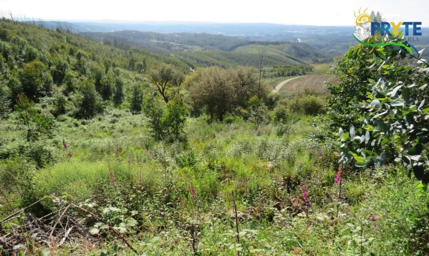 Terreno para Venda em Sertã Foto 24