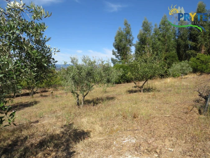 Terreno para Venda em Alvaro Foto 5