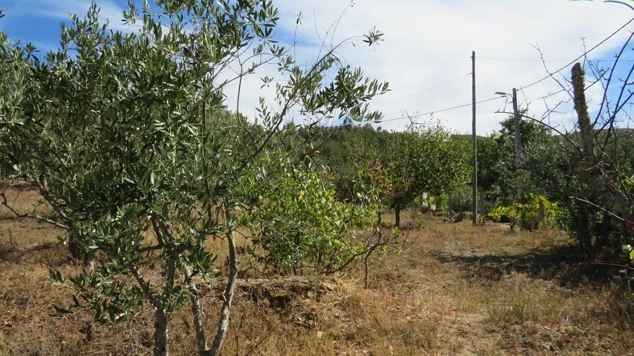 Terreno para Venda em Alvaro
