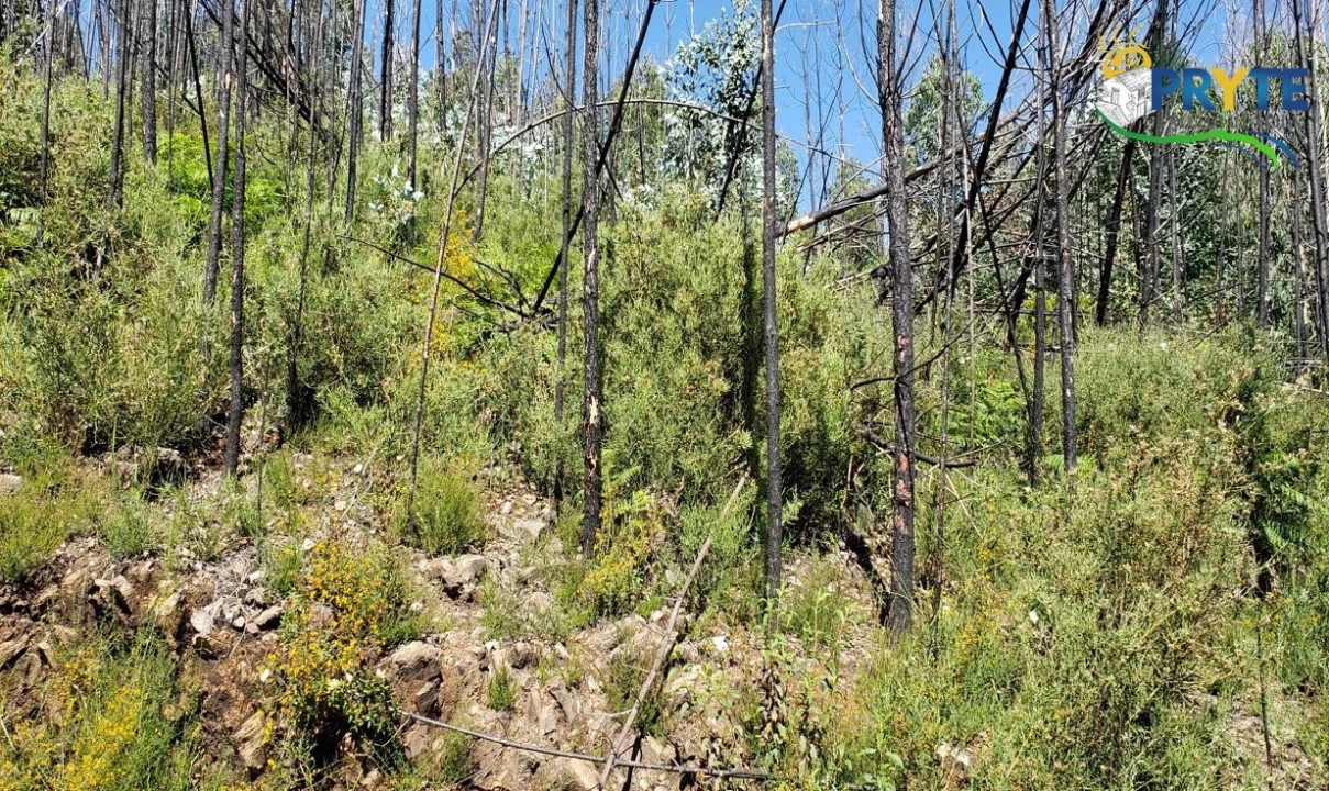 Terreno para Venda em Troviscal Foto 4
