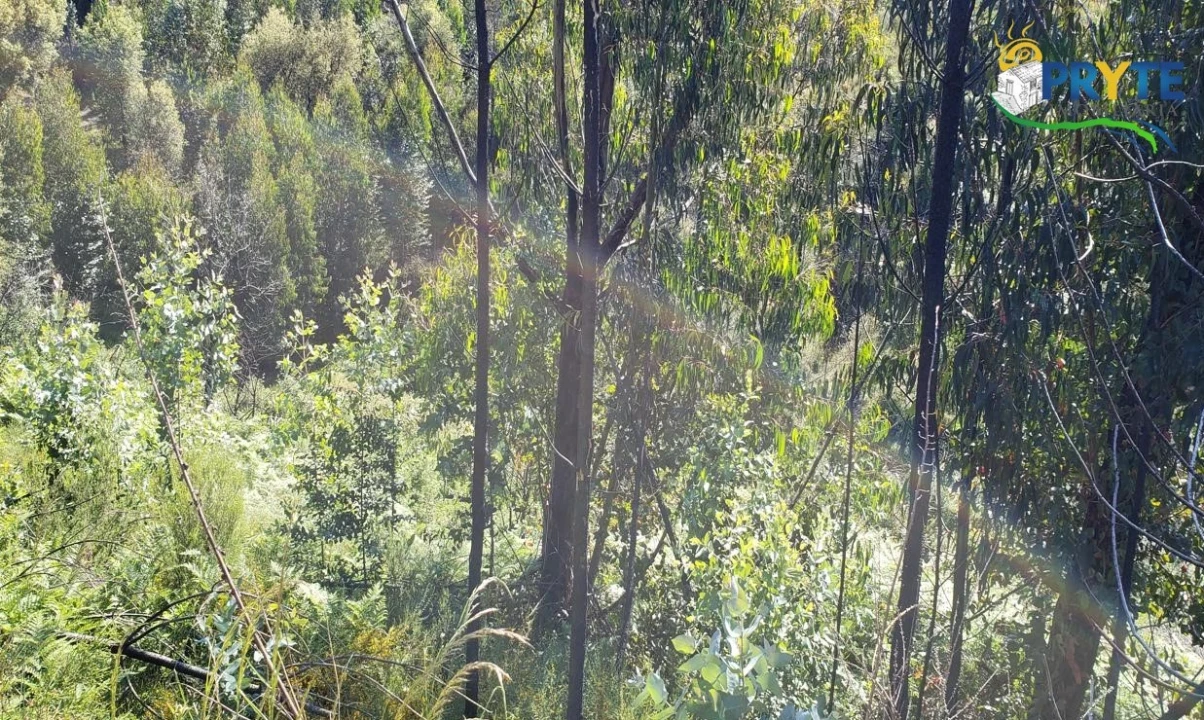 Terreno para Venda em Troviscal Foto 6