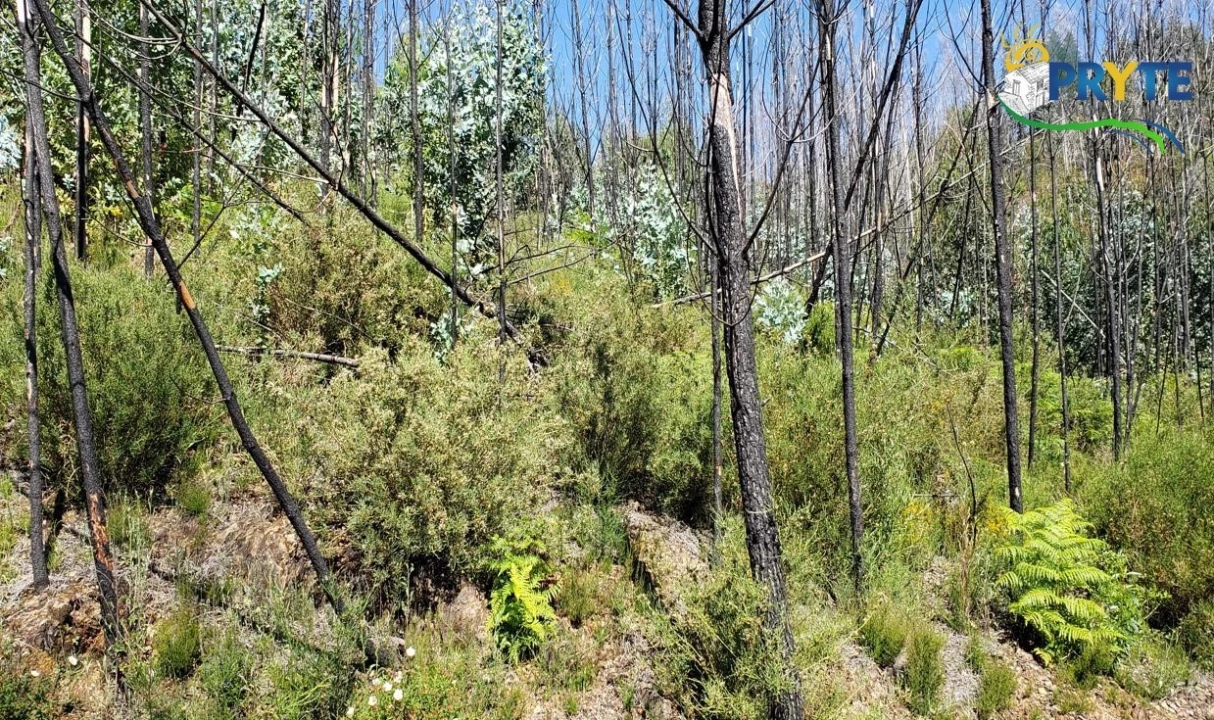 Terreno para Venda em Troviscal Foto 7