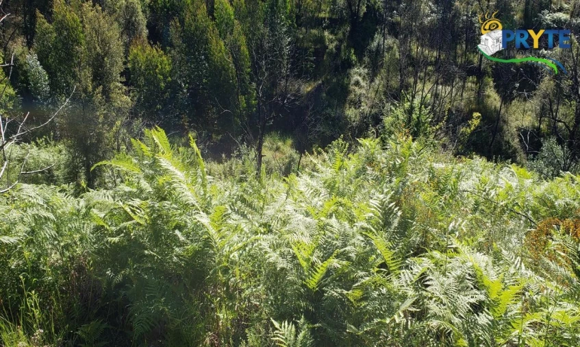 Terreno para Venda em Troviscal Foto 3