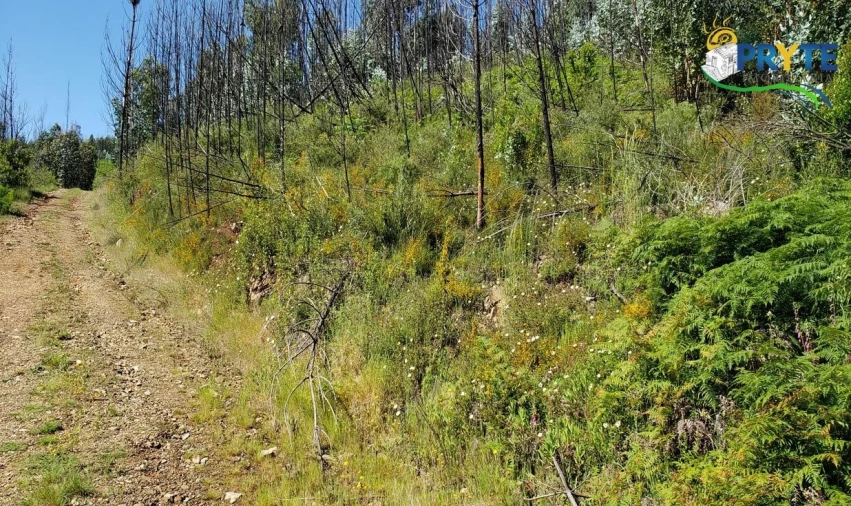 Terreno para Venda em Troviscal Foto 12