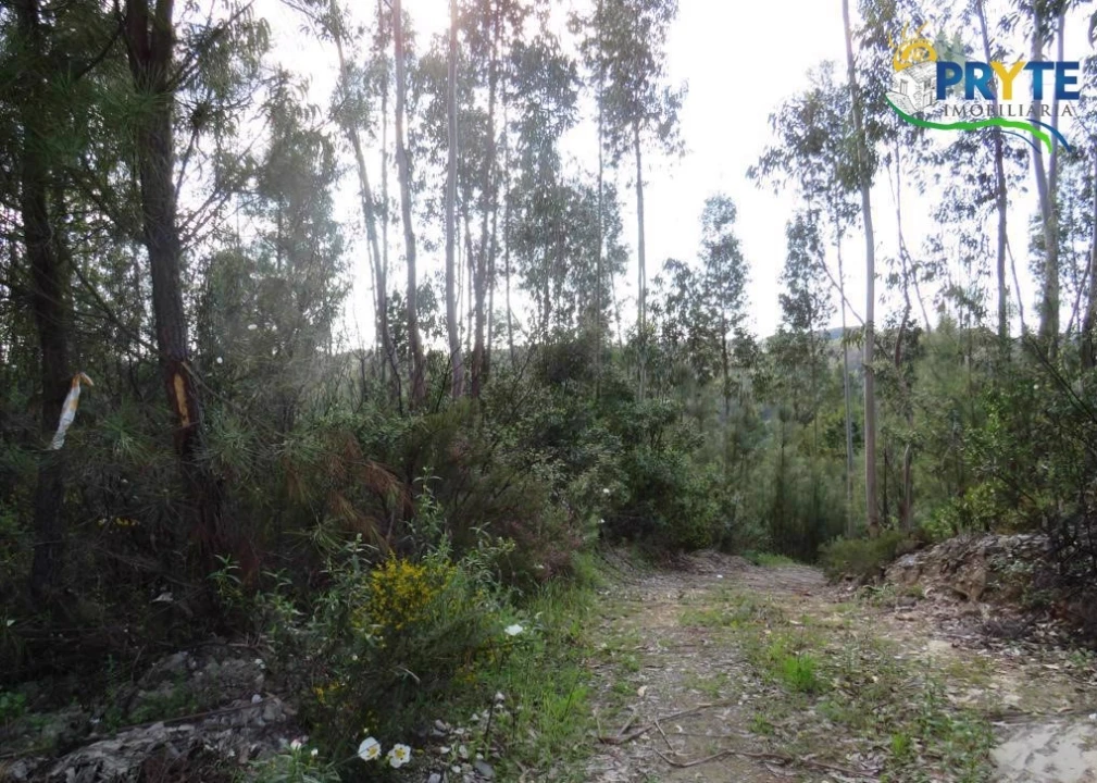 Terreno para Venda em Sertã Foto 1