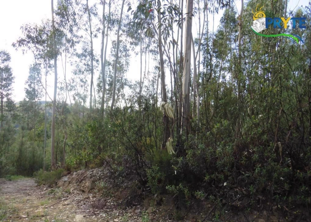 Terreno para Venda em Sertã Foto 4