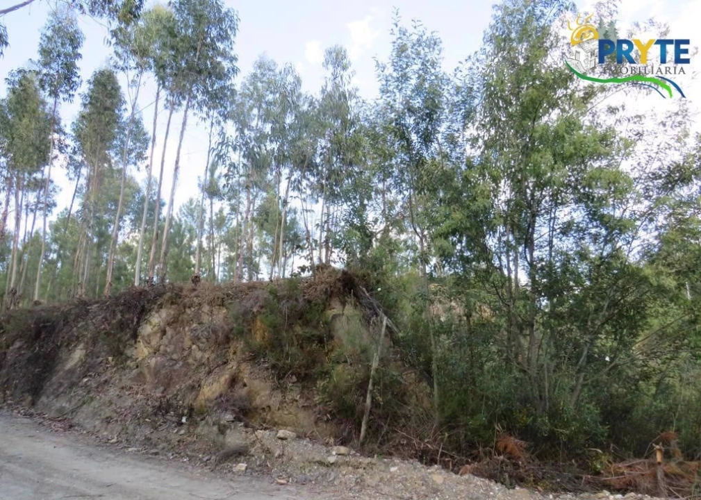 Terreno para Venda em Sertã Foto 6