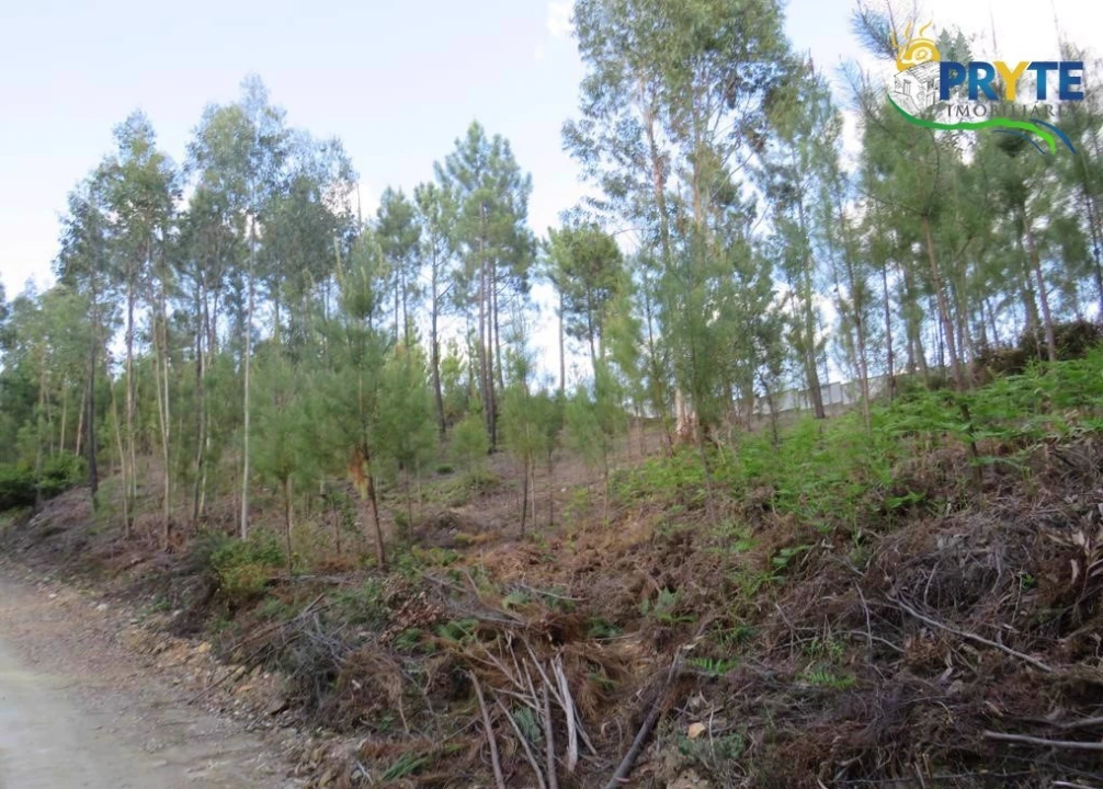 Terreno para Venda em Sertã Foto 8