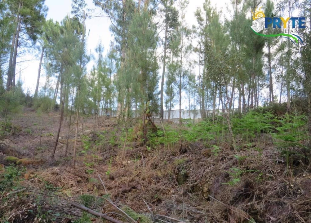 Terreno para Venda em Sertã Foto 13