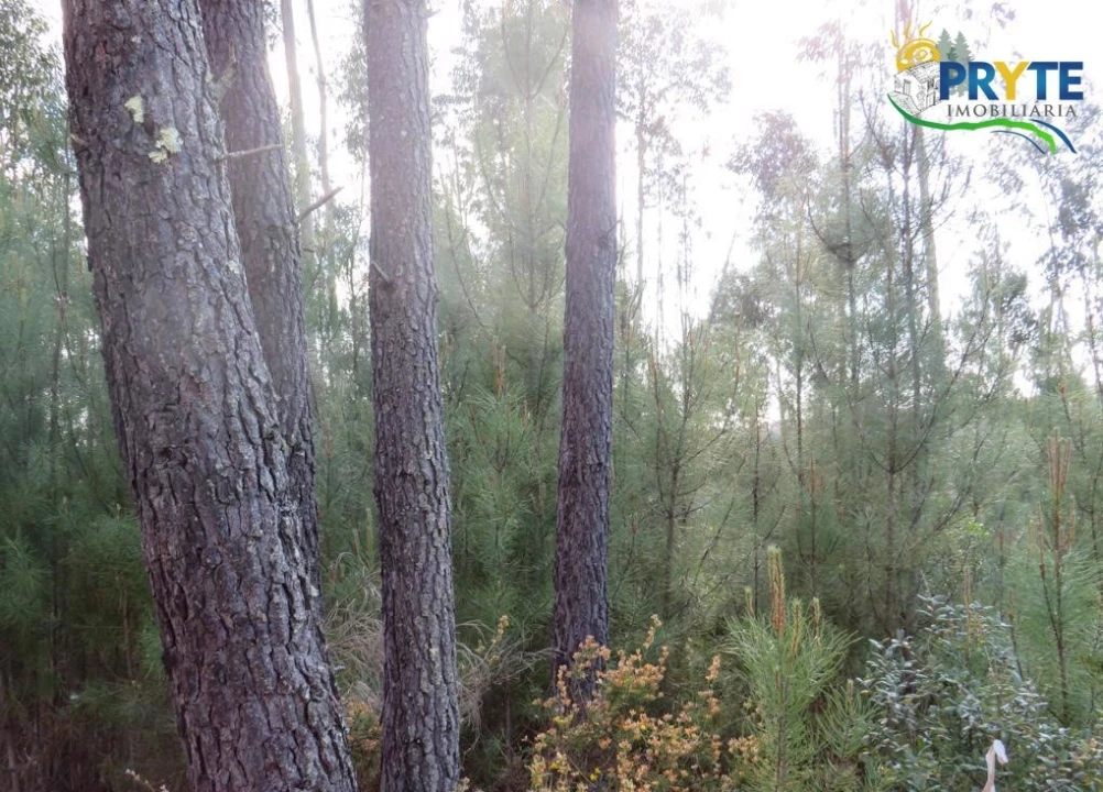 Terreno para Venda em Sertã Foto 20