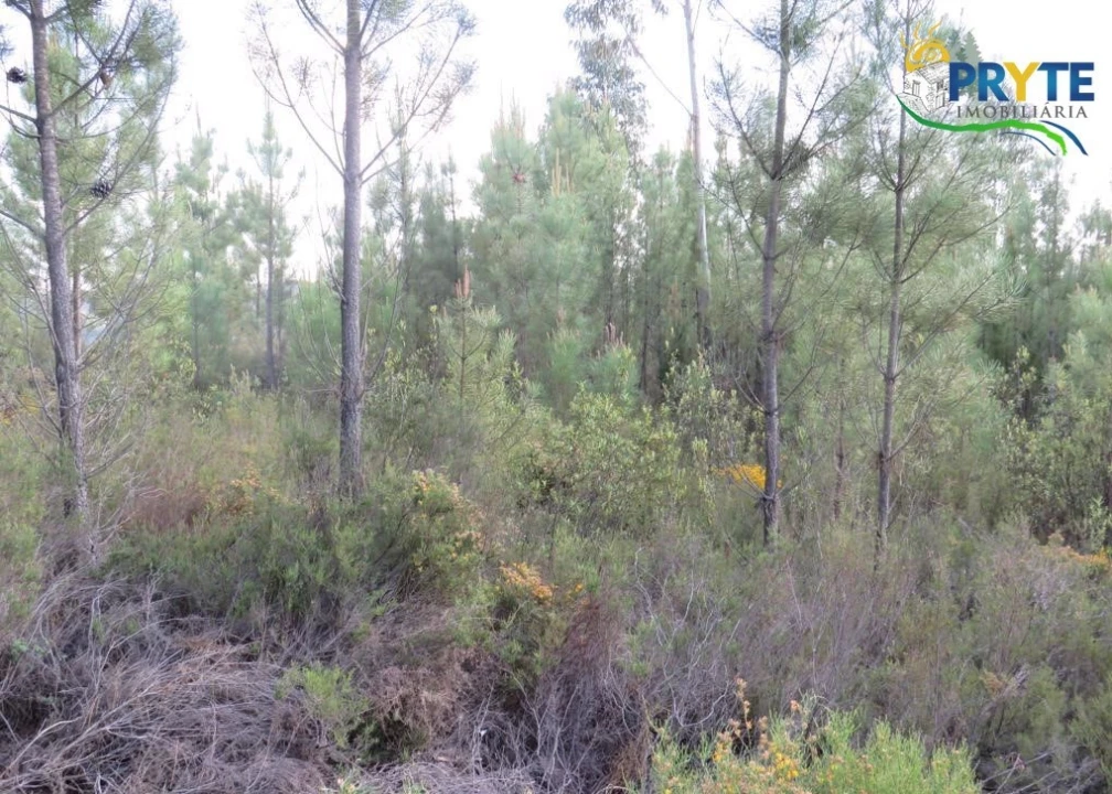 Terreno para Venda em Sertã Foto 26