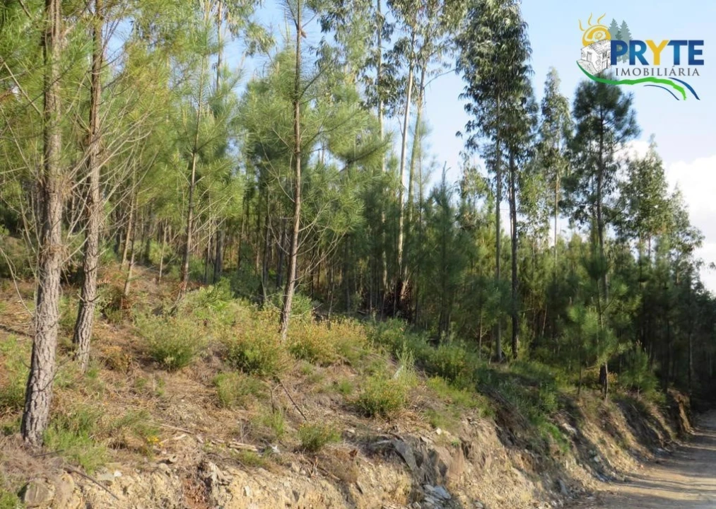 Terreno para Venda em Sertã Foto 27