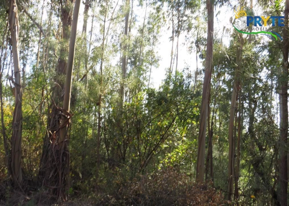 Terreno para Venda em Sertã Foto 29