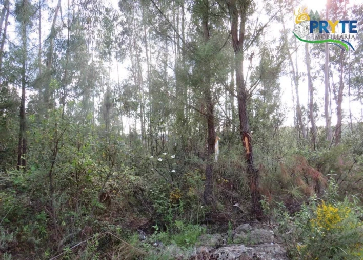 Terreno para Venda em Sertã Foto 2