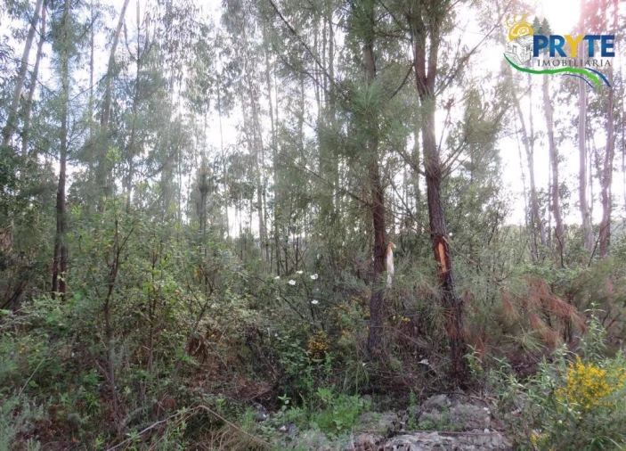 Terreno para Venda em Sertã Foto 3