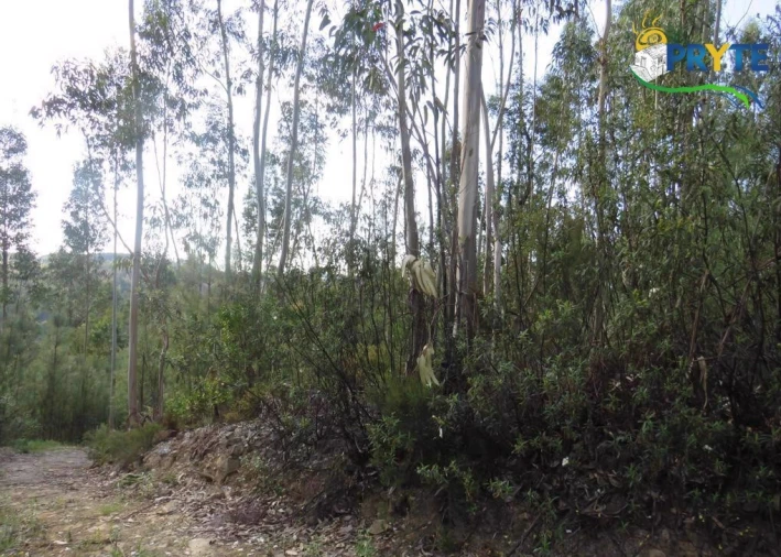 Terreno para Venda em Sertã Foto 4