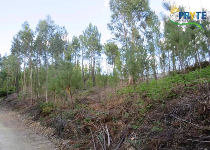 Terreno para Venda em Sertã Foto 8
