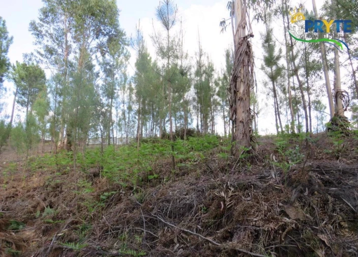 Terreno para Venda em Sertã Foto 9