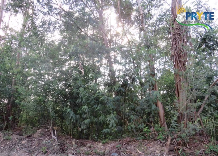 Terreno para Venda em Sertã Foto 11