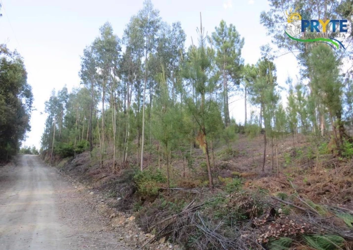 Terreno para Venda em Sertã Foto 12