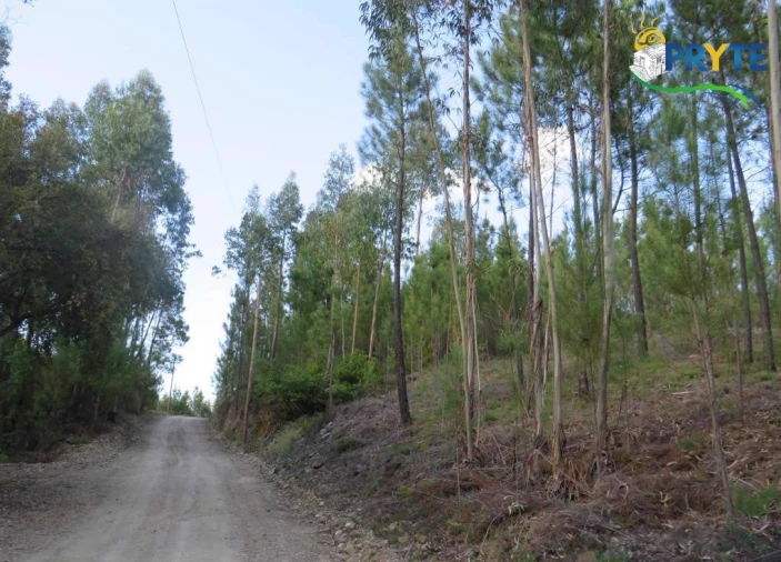 Terreno para Venda em Sertã Foto 14