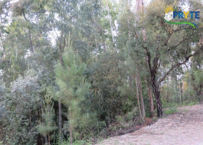 Terreno para Venda em Sertã Foto 15