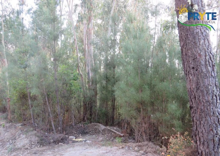 Terreno para Venda em Sertã Foto 21