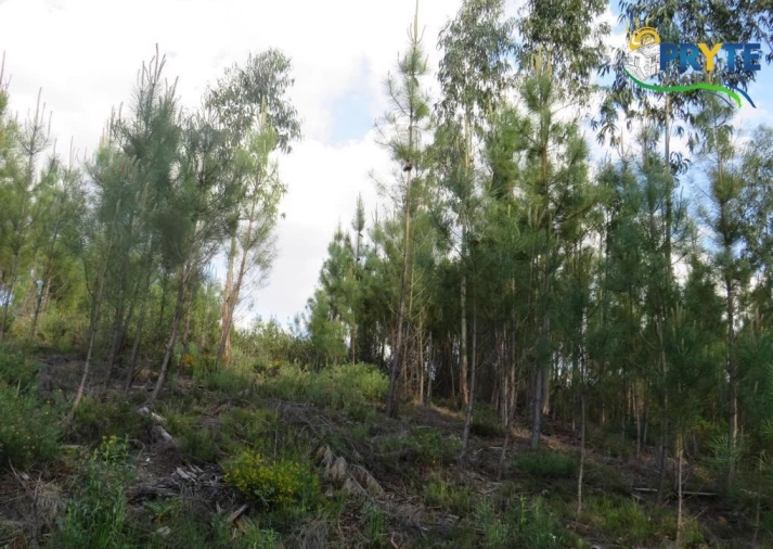 Terreno para Venda em Sertã Foto 22