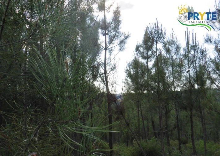 Terreno para Venda em Sertã Foto 24