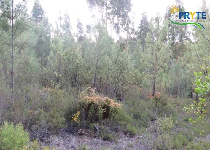 Terreno para Venda em Sertã Foto 25