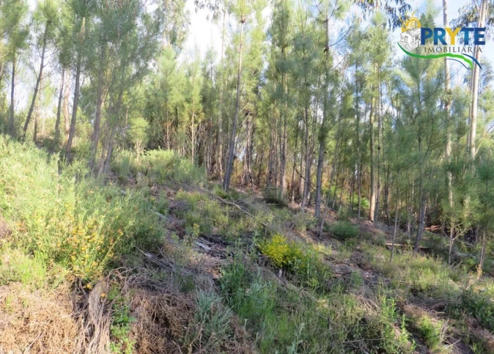 Terreno para Venda em Sertã Foto 28