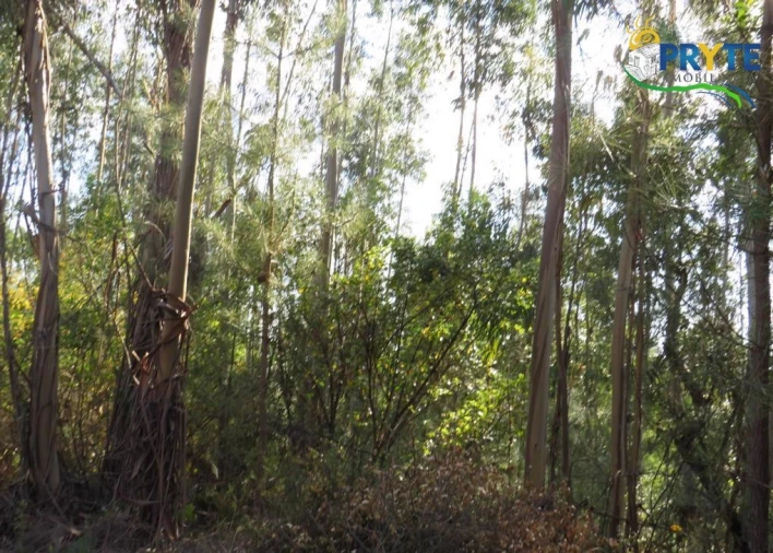 Terreno para Venda em Sertã Foto 29