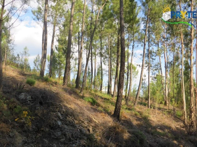 Terreno para Venda em Sertã Foto 30