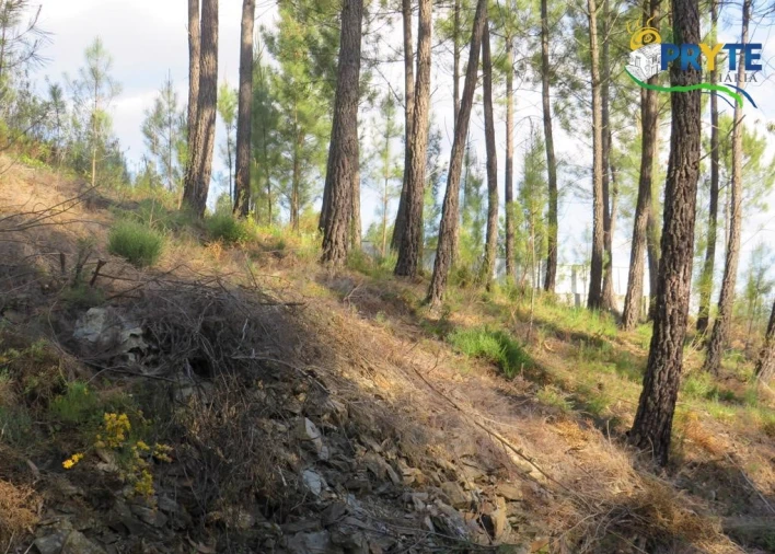 Terreno para Venda em Sertã Foto 32