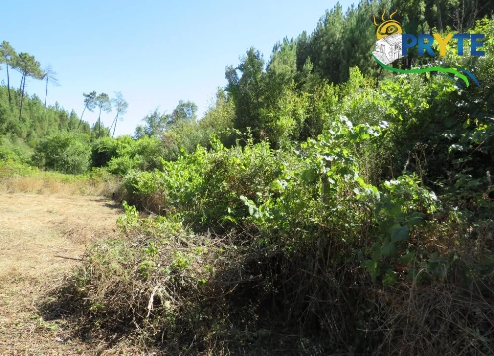 Terreno para Venda em Sertã Foto 14