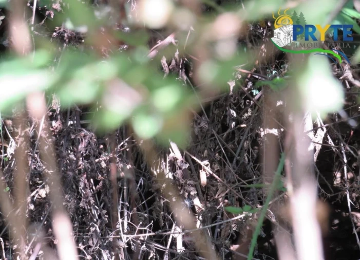 Terreno para Venda em Sertã Foto 25