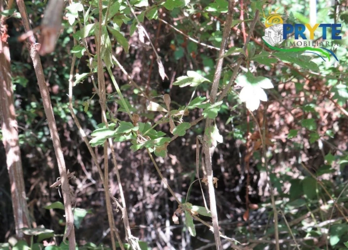 Terreno para Venda em Sertã Foto 26